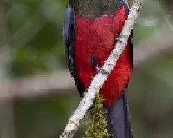 Trogon massena