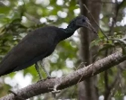 Mesenbrinibis cayennensis