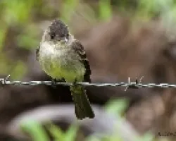 Contopus cinereus