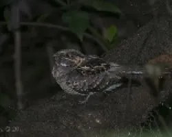 Nyctidromus albicollis