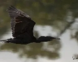 Phalacrocorax brasilianus