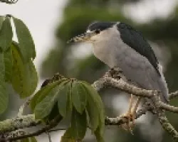Nycticorax nycticorax