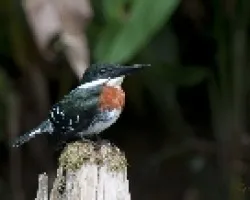 Chloroceryle americana