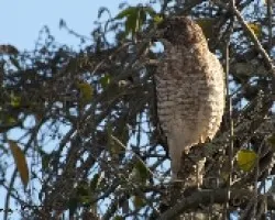 Buteo platypterus