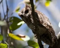 Megacops choliba