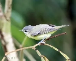 Oreothlypis peregrina