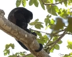 Alouatta palliata