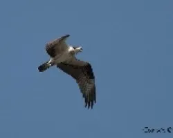 Pandion haliaetus