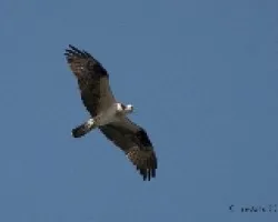 Pandion haliaetus