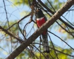 Trogon elegans