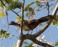 Penelope purpurascens