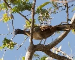 Penelope purpurascens