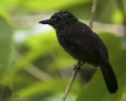 Thamnophilus bridgesi