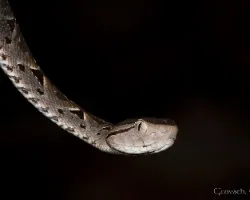 Terciopelo