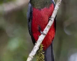 Trogon massena