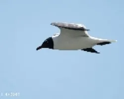 Larus atricilla