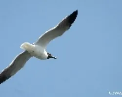 Larus atricilla