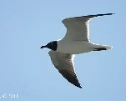 Larus atricilla