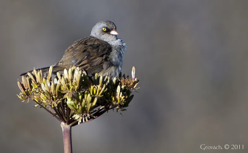 Cerro Chirripó, Parque Nacional Chirripo