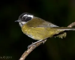 Chlorospingus pileatus