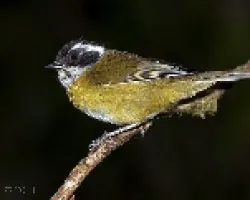 Chlorospingus pileatus