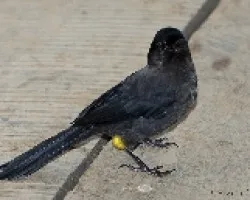 Pselliophorus tibialis