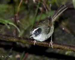 Basileuterus melanogenys