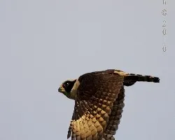 Herpetotheres Cachinnans 