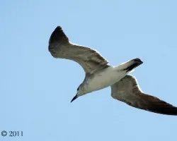 Al vuelo
