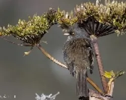 Junco vulcani