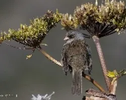 Junco vulcani
