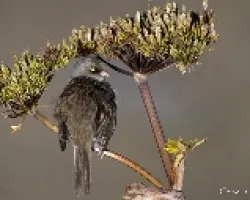Junco vulcani