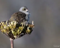Junco vulcani
