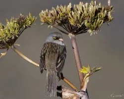 Junco vulcani