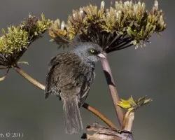 Junco vulcani