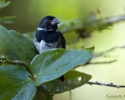 Sporophila americana