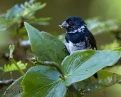 Sporophila americana