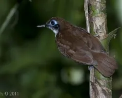 Gymnopithys leucaspis