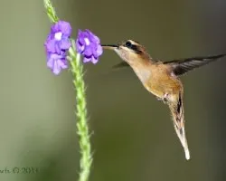 Phaethornis striigularis
