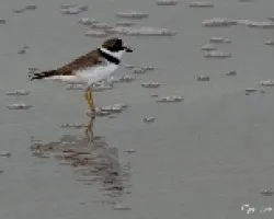 Charadrius semipalmatus
