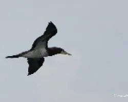Sula leucogaster