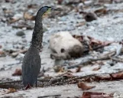 Tigrisoma mexicanum