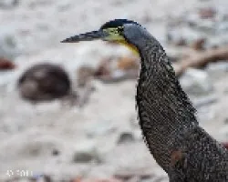 Tigrisoma mexicanum