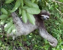 Bradypus variegatus
