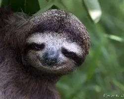Bradypus variegatus