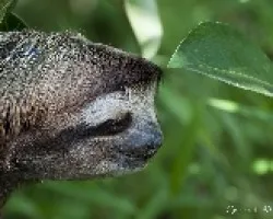 Bradypus variegatus