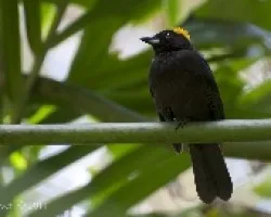 Tachyphonus delatrii