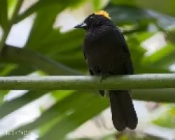 Tachyphonus delatrii