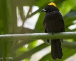 Tachyphonus delatrii