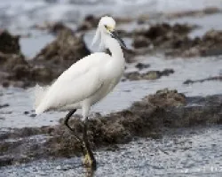 Egretta thula